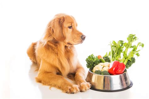 Homemade or commercially prepared rfds are based on raw meat and bones. Healthy Snacks You Can Make For Your Pet | Texas Alliance ...