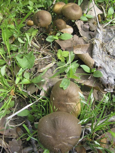 Help Identifying Possible Psilocybe Mushroom In Georgia Mushroom