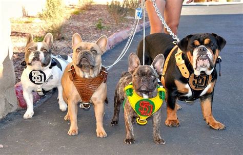 See more ideas about puppies, diego, san diego. San Diego Bullies breeds some good lookin' dogs!! | Dog ...