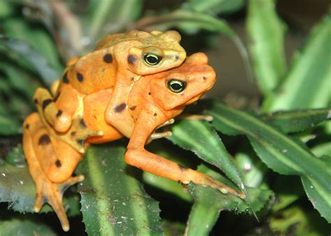 Logging in to frog vle! Panamanian Golden Frogs, Galveston, TX | This pair of ...