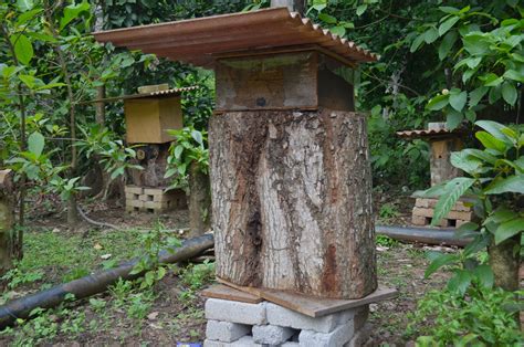 Madu kelulut asli, kuala besut. MADU KELULUT HUTAN PALAS: MADU KELULUT HUTAN PALAS
