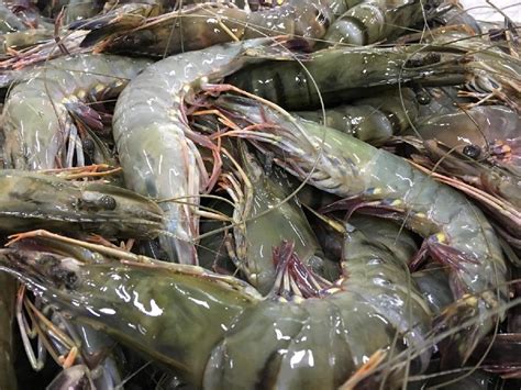 Frozen Black Tiger Shrimp Vietnam Shrimp Price Supplier Food
