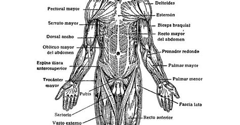 Atlas De AnatomÍa Humana 2 MÚsculos Del Cuerpo Humano Cara Anterior