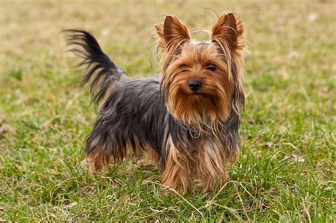 Yorkshire Terrier Dog Breed Health