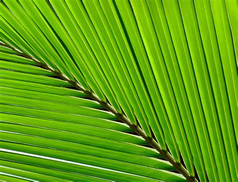 Palm Texture Free Photo Download Freeimages