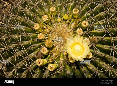 Mexico Desert Plants Stock Photo Alamy