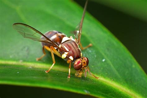 About The Council National Fruit Fly Council