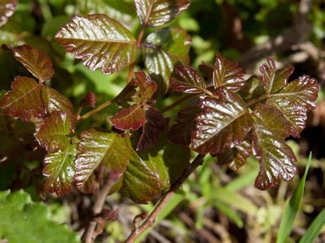 Plant Files Poison Oak What It Is And Why You Should Stay Away From It
