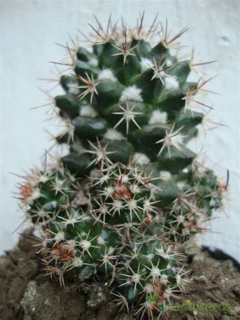 Todo Lo Que Deseas Saber Sobre Cactus Tipos De Plantas Suculentas