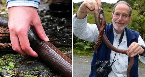 Australian Giant Earthworm Is This Terrifying Leviathan In Danger