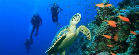 The Top Four Scuba Diving Spots In Egypts Red Sea Osiris Tours