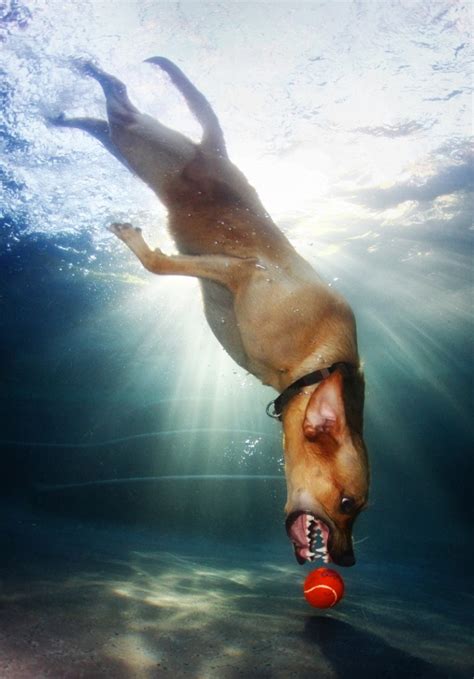 Amazing Underwater Dog Pictures By Seth Casteel