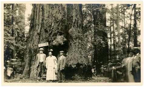 Giant Redwood Tree Santa Cruz County California Tourists Flickr