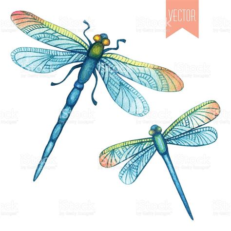 Vector Watercolor Hand Drawn Set Of Beautiful Dragonflies On A White
