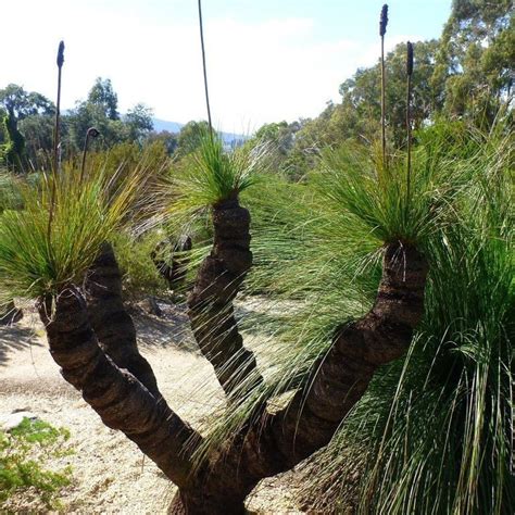 Xanthorrhoea Australis ‘ Grass Tree Dandh Seed Harvest Co