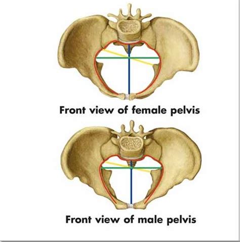 Pelvic And Hip Anatomy