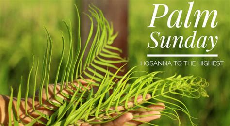 The Prophetic Significance Of Palm Branches This Sunday Christianity