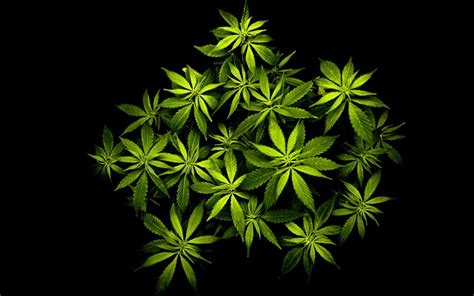 Moving Weed Wallpapers On Wallpaperdog