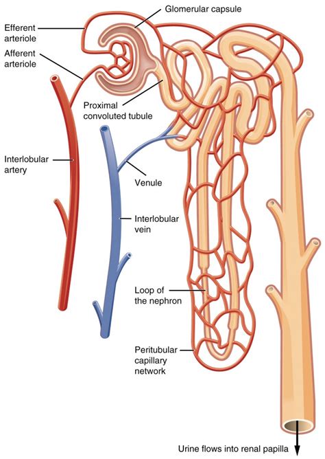 Renal blood flow is high relative to renal o2 consumption, and renal blood flow is not tied exclusively to renal metabolic needs. Renal Blood Flow and its Regulation | Anatomy and ...