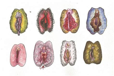 Anatomia De Uma Intimidade Confusa Quando Uma Vagina Normal Se Transforma Num Complexo