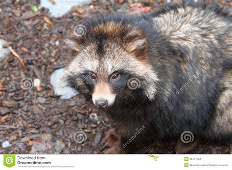 Raccoon Dog Nyctereutes Procyonoides Stock Image Image Of Portrait