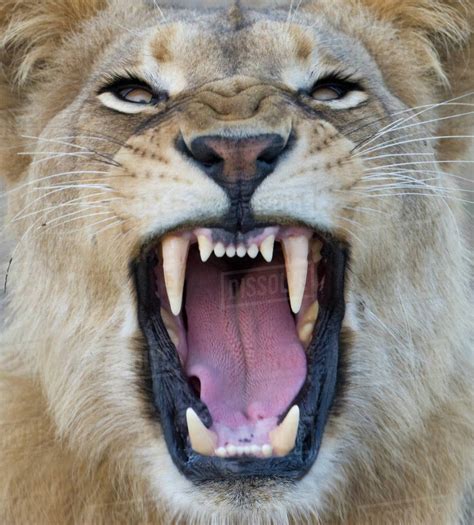 Close Up Of Lion Growling Stock Photo Dissolve