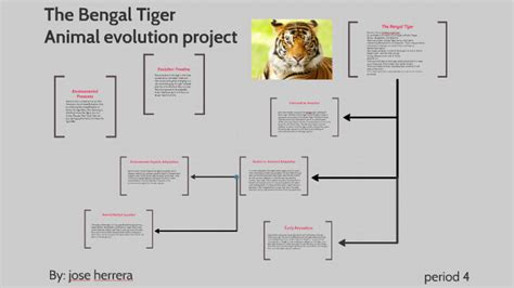 The Tiger Animal Evolution Project By Jose Herrera On Prezi