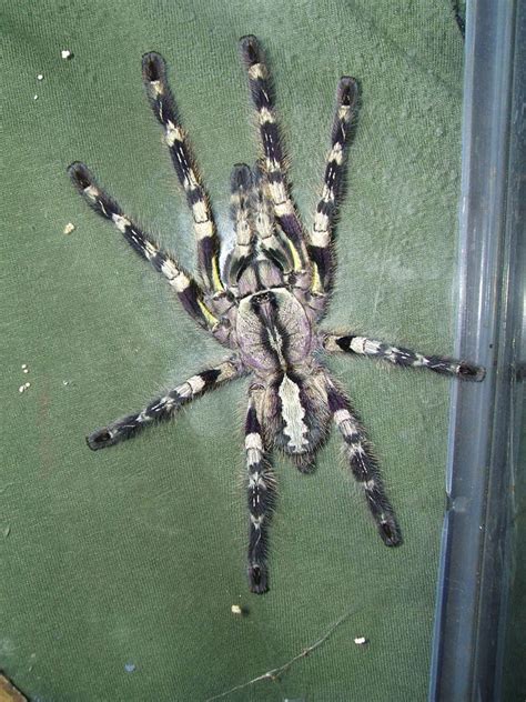 The Top 10 Deadliest Spiders In The World Owlcation