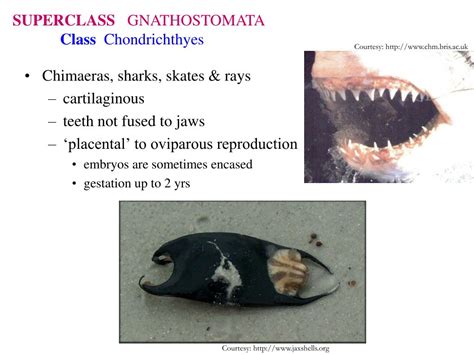 Ppt Fish Taxonomy Powerpoint Presentation Free Download Id416473
