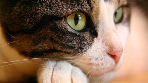 Cat Eyes Wallpapers Hd Wallpapers Id 998