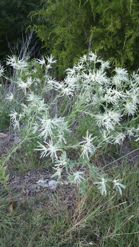 Euphorbia Bicolor Snow On The Prairie Wild Native Plant Taken Stock