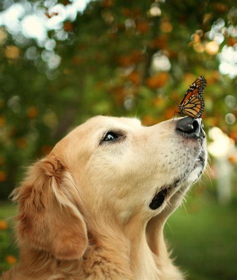 A Close Up Of A Dog With A Butterfly On Its Nose