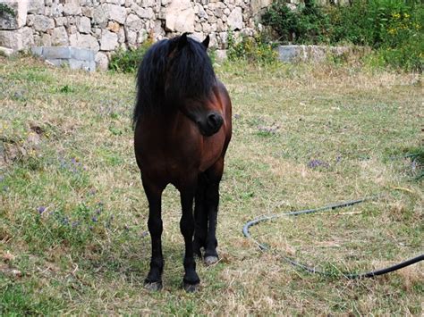 A noun is a word referring to a person, animal, place, thing, feeling or idea (e.g. Galician Horse Information, Origin, History, Pictures