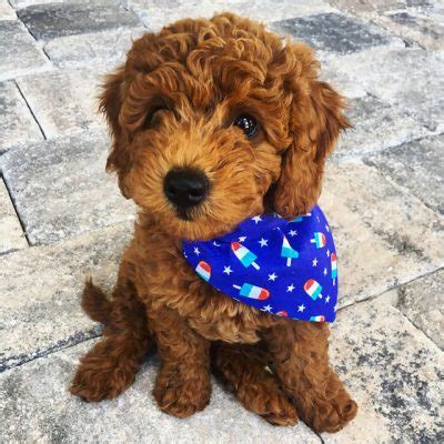 Browse goldendoodle puppies and buy a miniature goldendoodle now. Goldendoodle Puppies, Miniature Goldendoodles ...