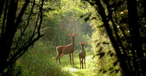 Deer Lifespan How Long Do Deer Live Az Animals