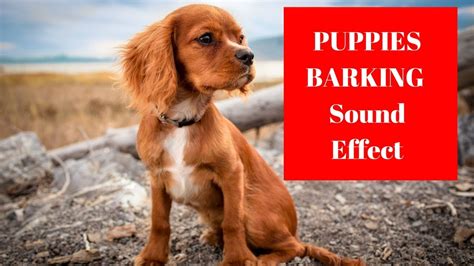 Baby animals sound free mp3 baby animals sound free mp3 download. PUPPIES Barking Sound Effect - Animal sounds - YouTube
