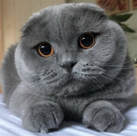18 Extremely Fluffy Cats For Your Enjoyment Cuteness