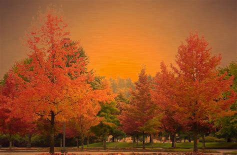 Autumn Trees At Sunset Photograph By Lori Seaman Fine Art America