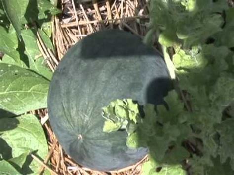 How can you tell if a watermelon is ripe to pick? When is Watermelon Ripe on the Vine? - YouTube