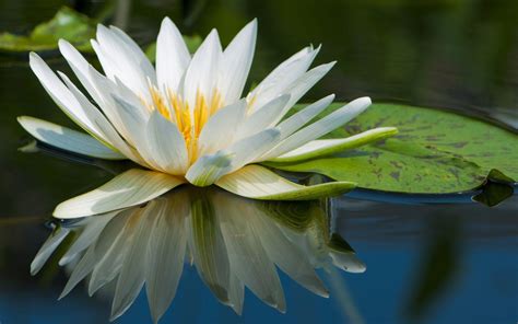 Lily Pad Wallpapers Wallpaper Cave