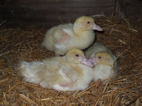 Muscovy Ducks Breed Information Omlet