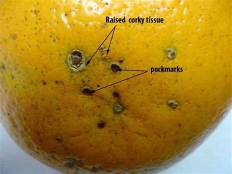 Fact Sheet Alternaria Citrus Diseases