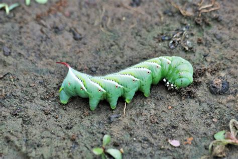 Tomato Hornworm Close Up Free Stock Photo Public Domain Pictures