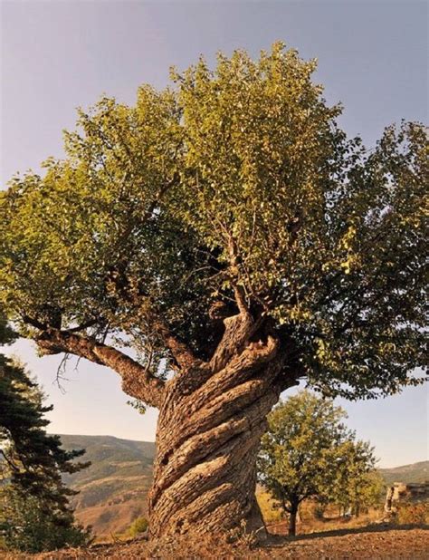 Kastamonu Turkey Pear Tree ~ 200 Years Old Nature Tree Weird Trees