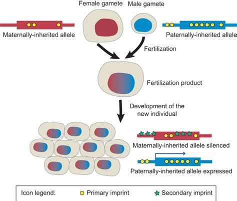Evolution And Function Of Genomic Imprinting In Plants