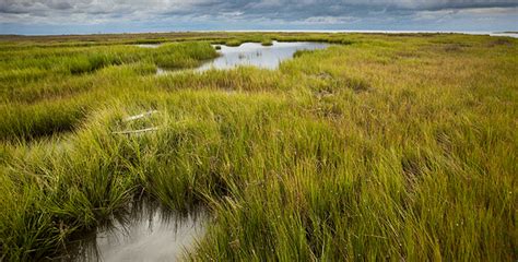 Various classification systems of wetlands have been developed to serve different purposes. Wetlands Protection - Chesapeake Bay Foundation