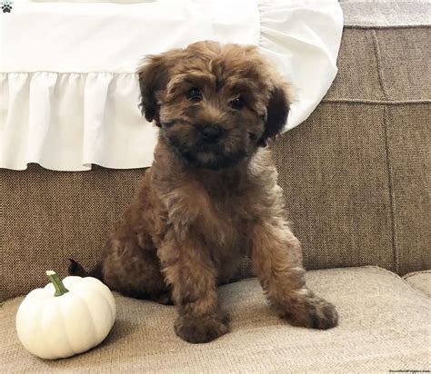 We do not currently have mini whoodle puppy's ready for their forever homes. Autumn - Mini Whoodle Puppy For Sale in Connecticut