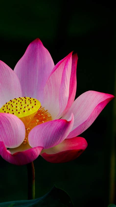 Wallpaper Pink Lotus Flower Bloom Pink Wallpaper Lotus Flower