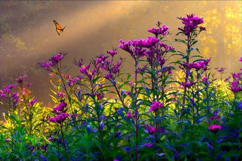 Flowers In The Morning Sunrise Flowers Nature Purple Wildflowers