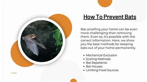 Ppt How To Get Rid Of Bats 941 Pest Powerpoint Presentation Free Download Id12296681